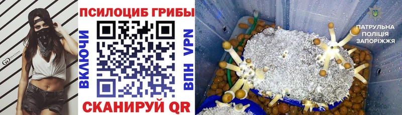 Псилоцибиновые грибы Psilocybine cubensis  Анива 